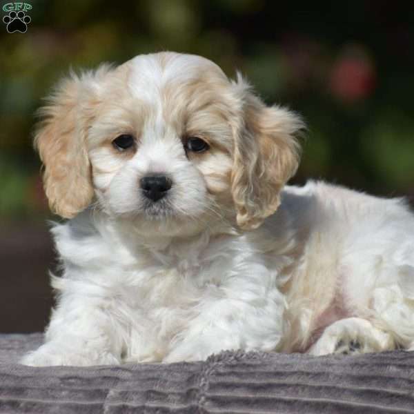 Piper, Cavachon Puppy